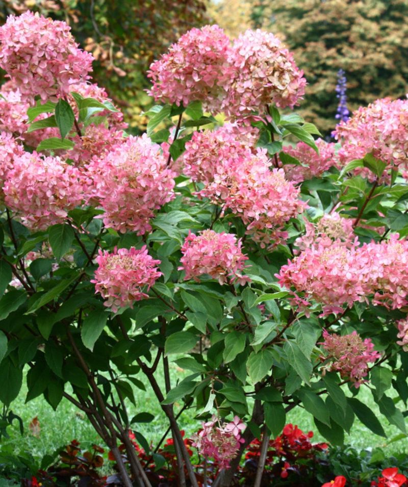 Reblooming Hydrangea (Panicle Hydrangeas like 'Strawberry Shake')