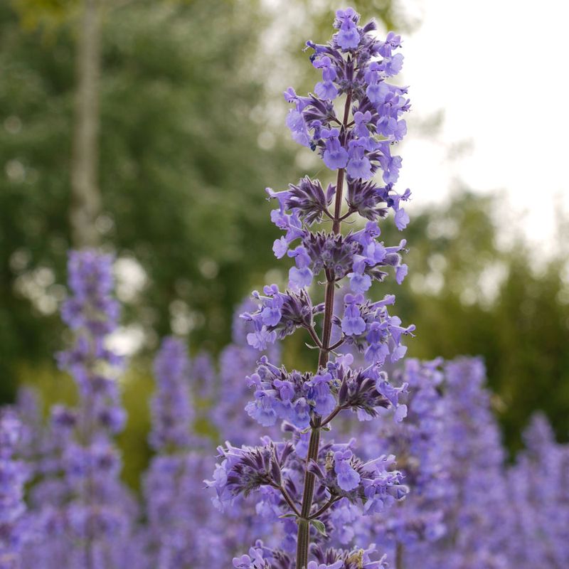 Catmint