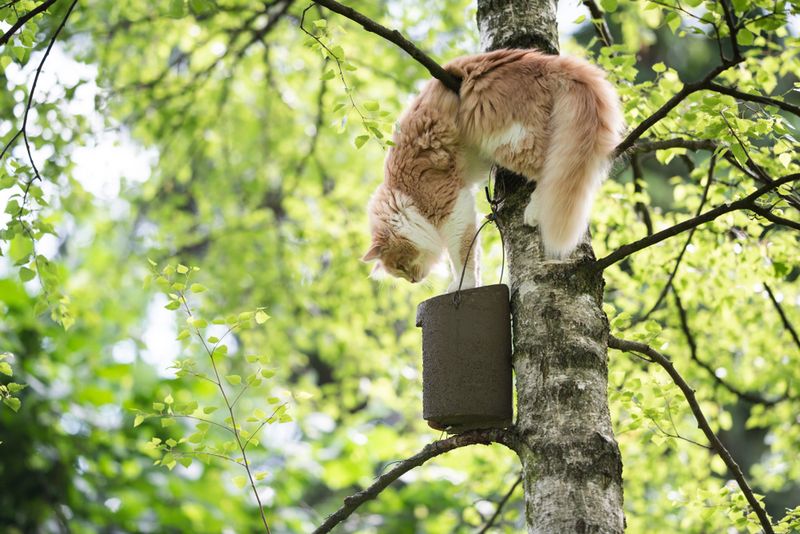 Cats (Feral or Outdoor)