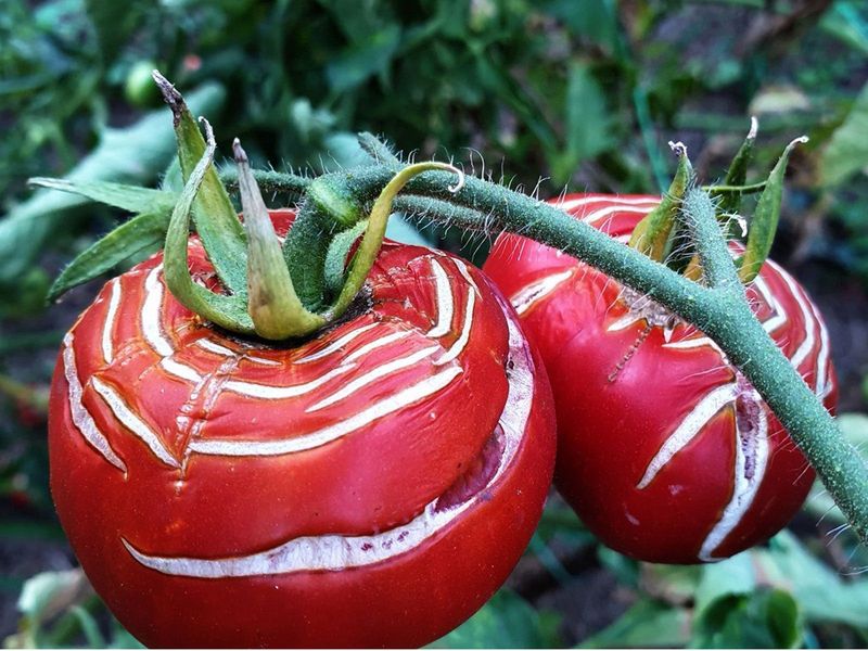 Pick cracked fruit promptly and reduce future cracking