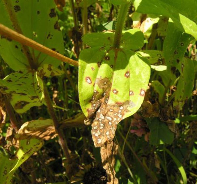 Overlooking Alternaria Leaf Spot Spreading Fast