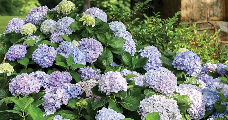 Your hydrangea’s type determines where next year’s flowers begin