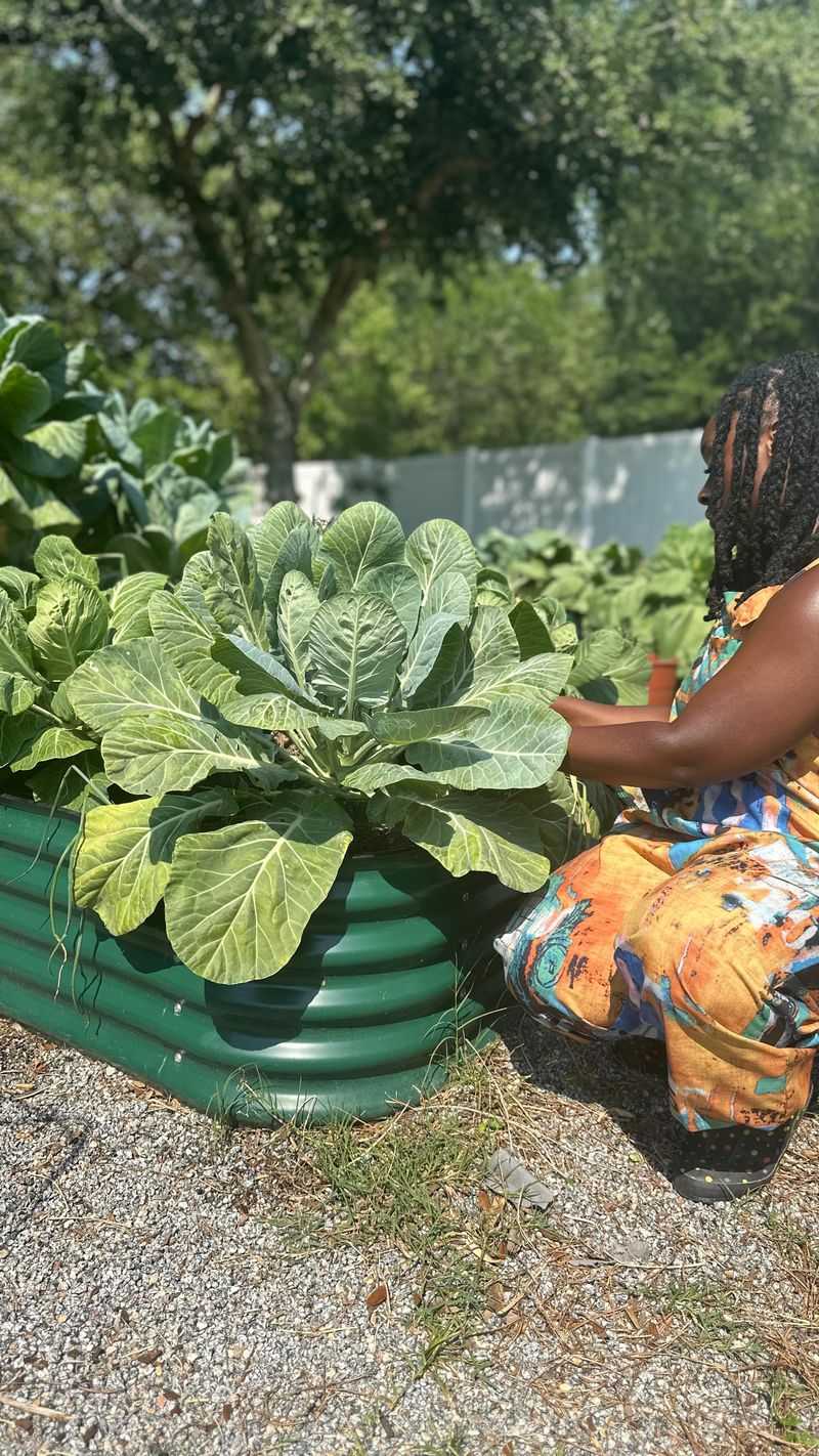 Seeds and transplants need different lead times