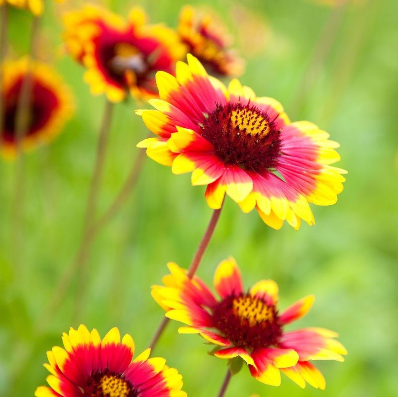 Blanket Flower (Gaillardia grandiflora)