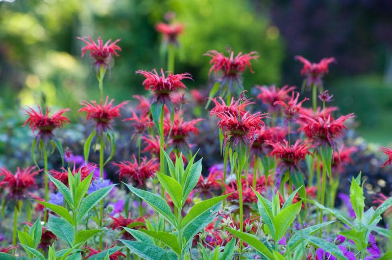 Bee Balm