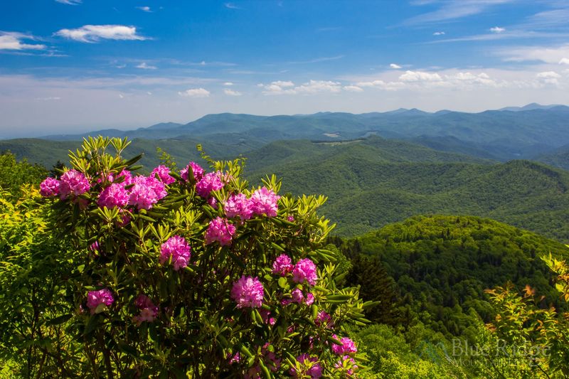 Rhododendrons (Mountain and Piedmont Natives)