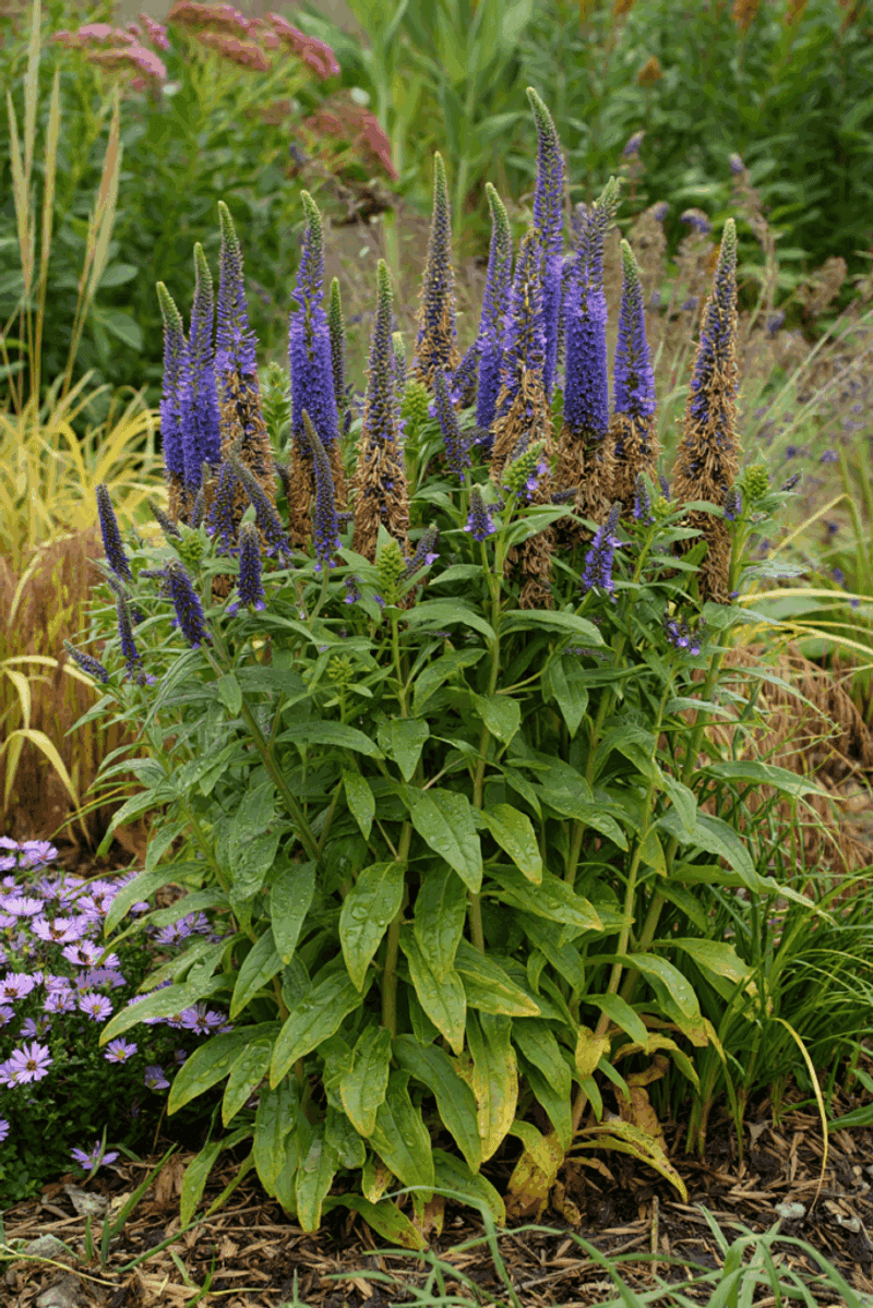 Veronica (Speedwell)