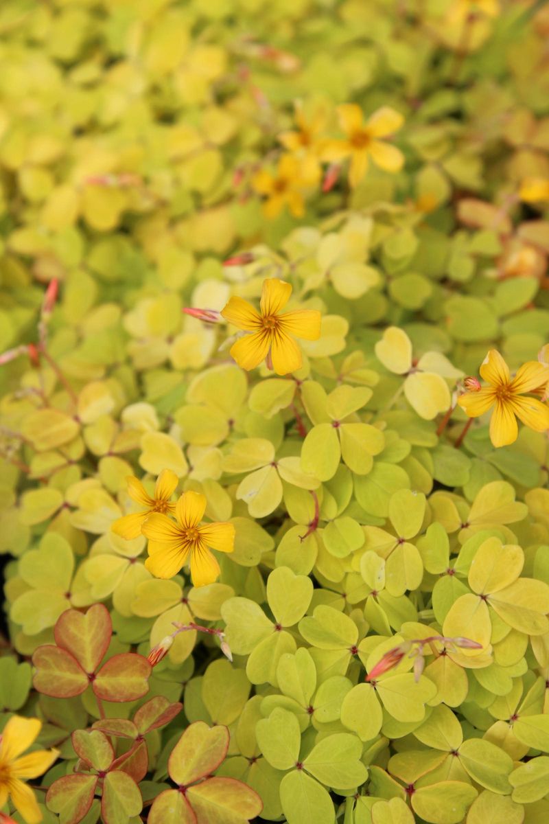Oxalis vulcanicola 'Copper Glow' (Golden Oxalis)