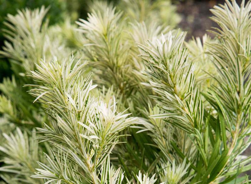 Roman Candle® Podocarpus