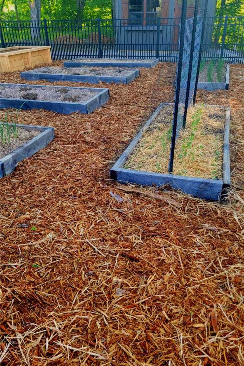 Use mulch to suppress new seedlings