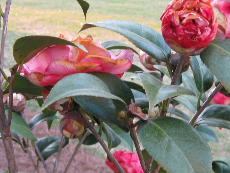 Interpret bud drop without blaming every problem on drought