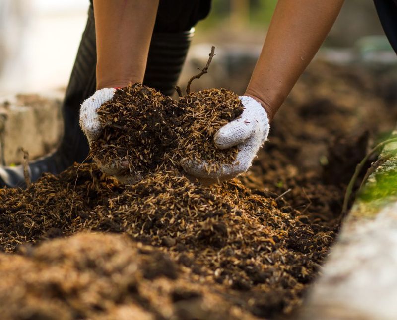 Build soil with leaves, compost, or a fall cover crop