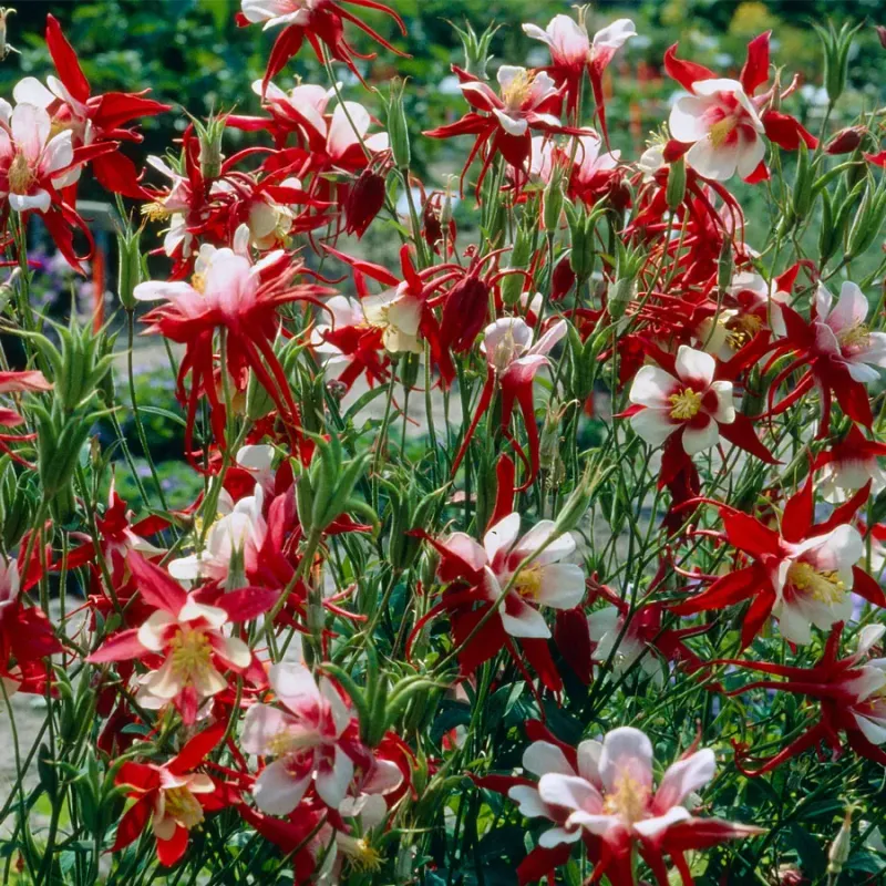 Columbine (Aquilegia)