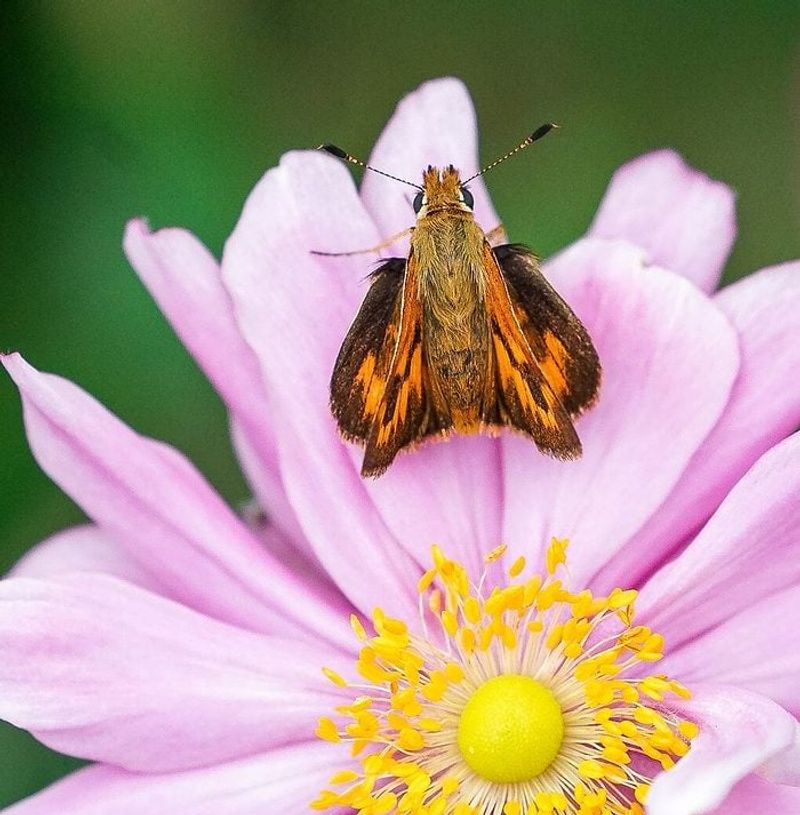 Skippers