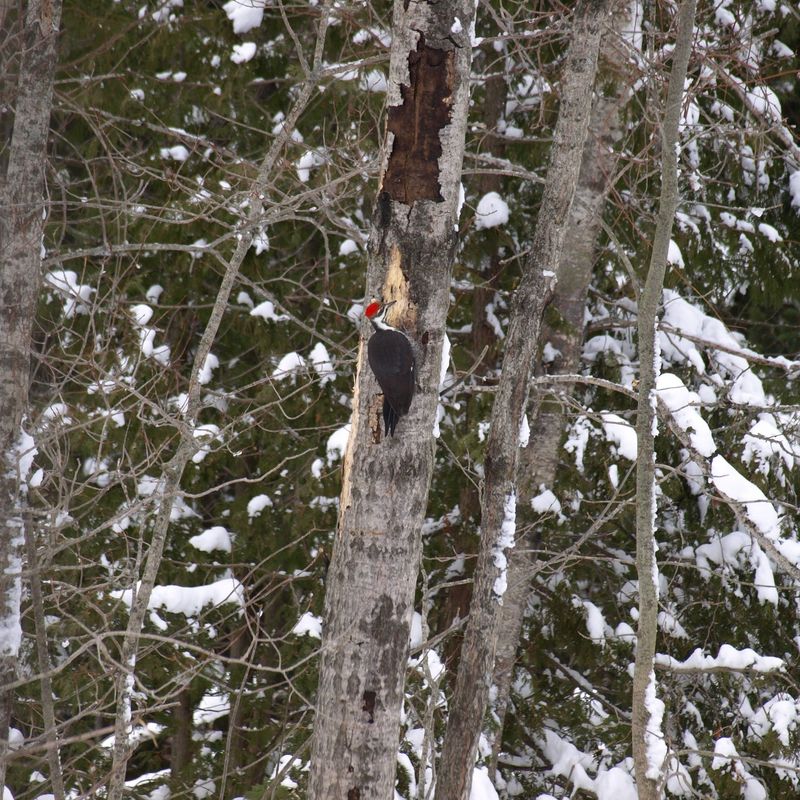 The standing dead tree supports more than cavity users