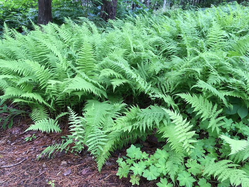 An established fern bed reduces weeds by occupying space