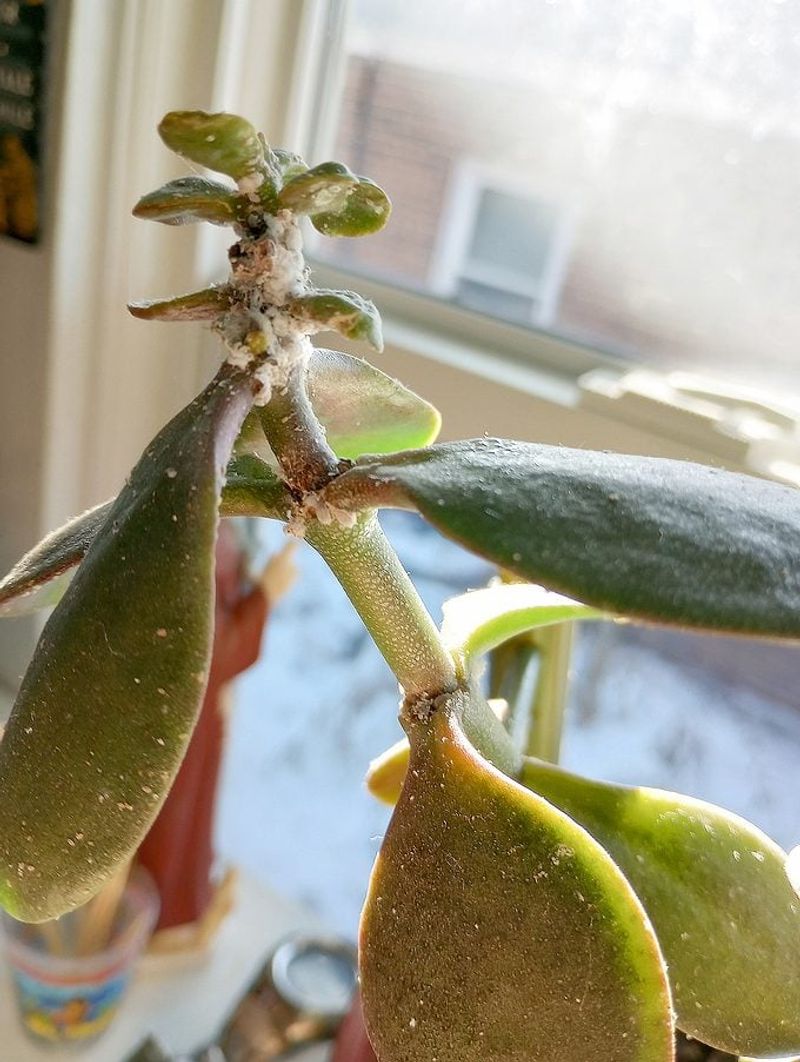 Pests Hitching A Ride Indoors