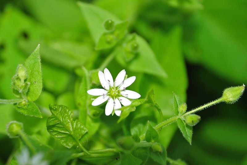 Chickweed (Stellaria media)
