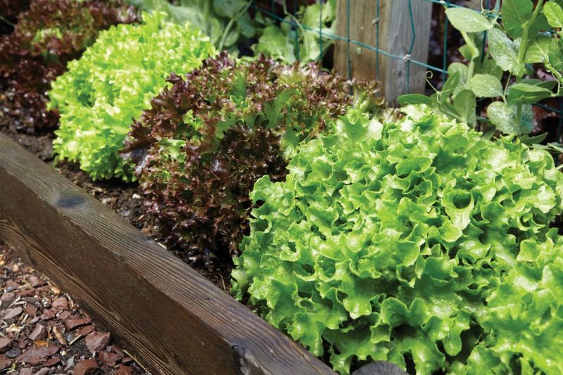 Loose-Leaf Lettuce