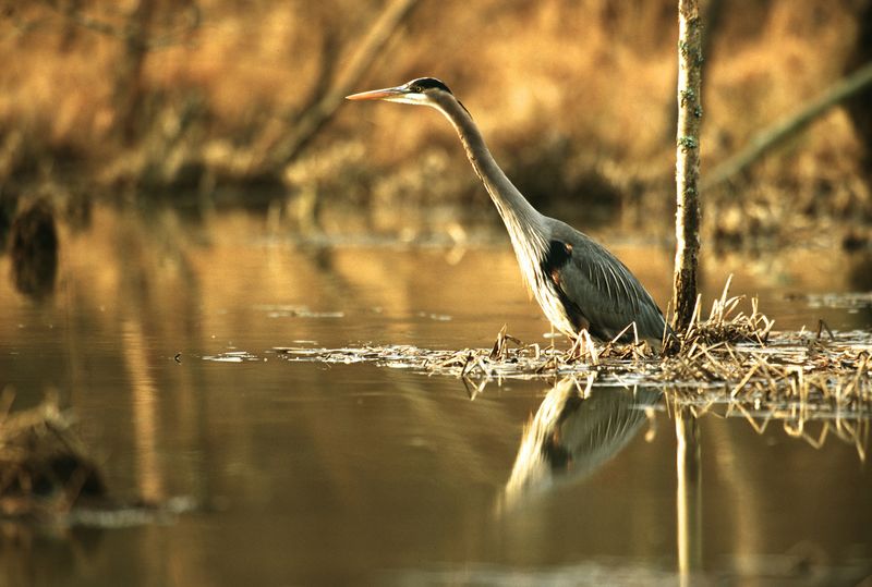 A returning heron has found a reliable feeding site