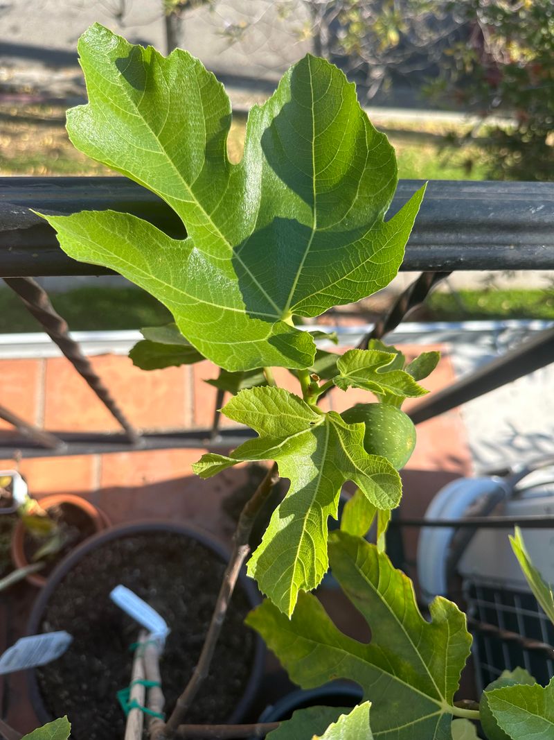 Give a Young Tree Time
