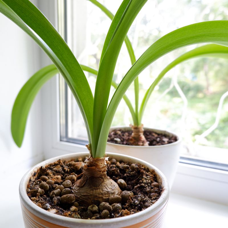 Green leaves are rebuilding the bulb