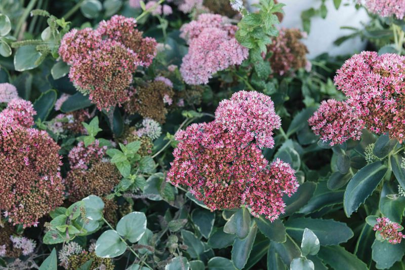 Sedum (Stonecrop)