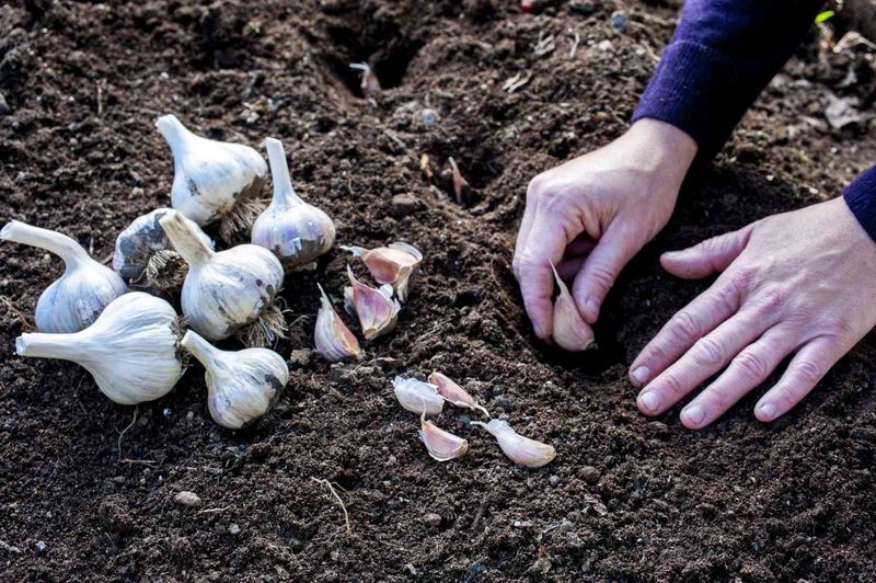 Planting Too Shallow