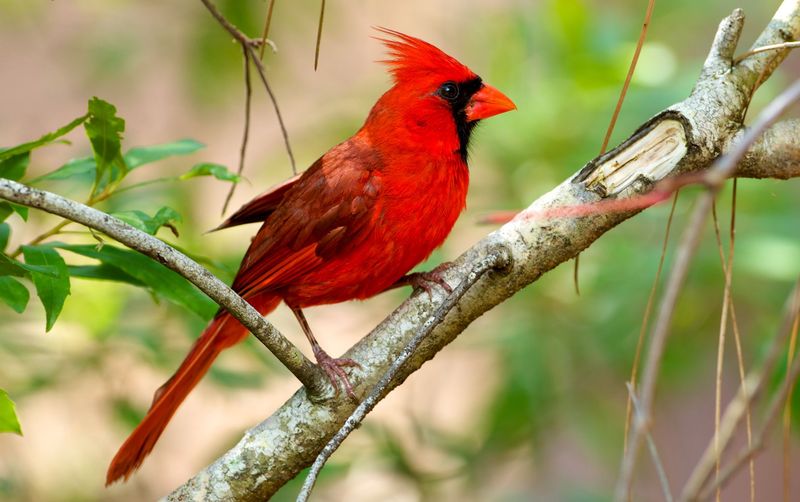 Northern Cardinals