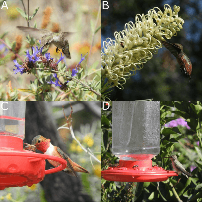A feeder can supplement a migrant without holding it back