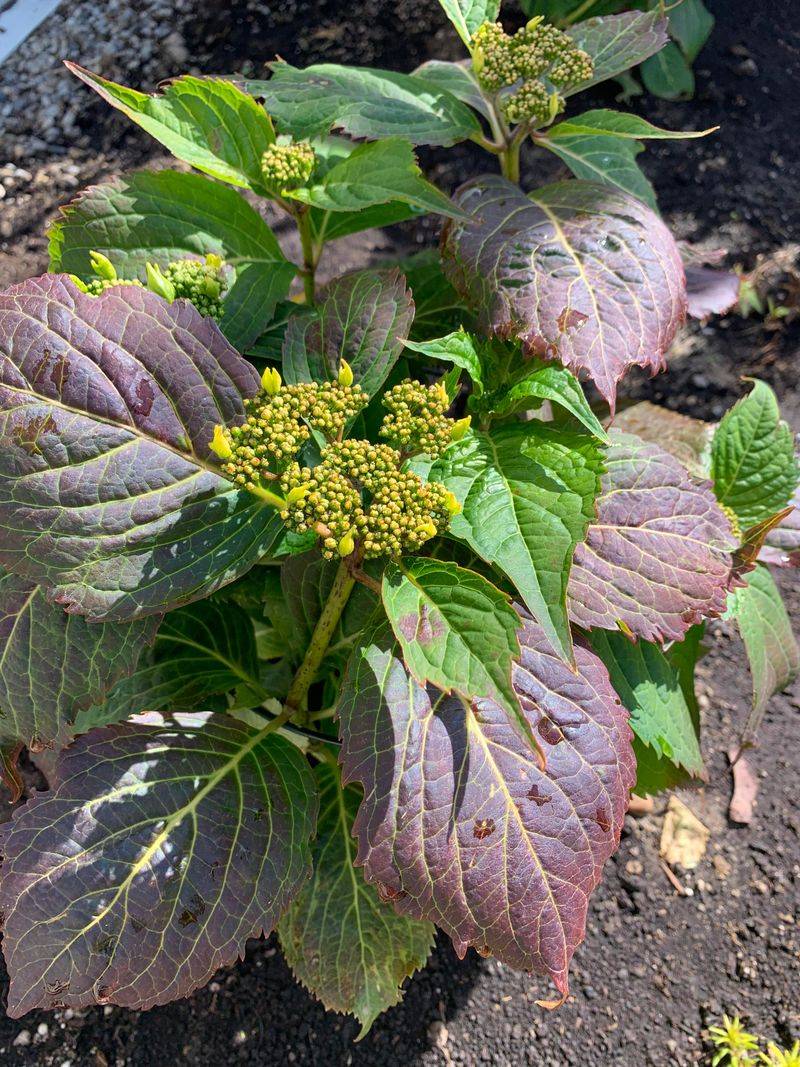 Nutrient Deficiency or Soil Imbalance