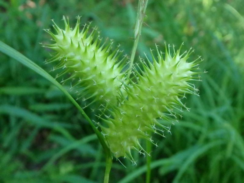 Sallow sedge makes recurring moisture a planting opportunity