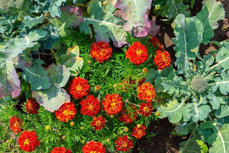 They Cover Bare Soil And Block Weeds