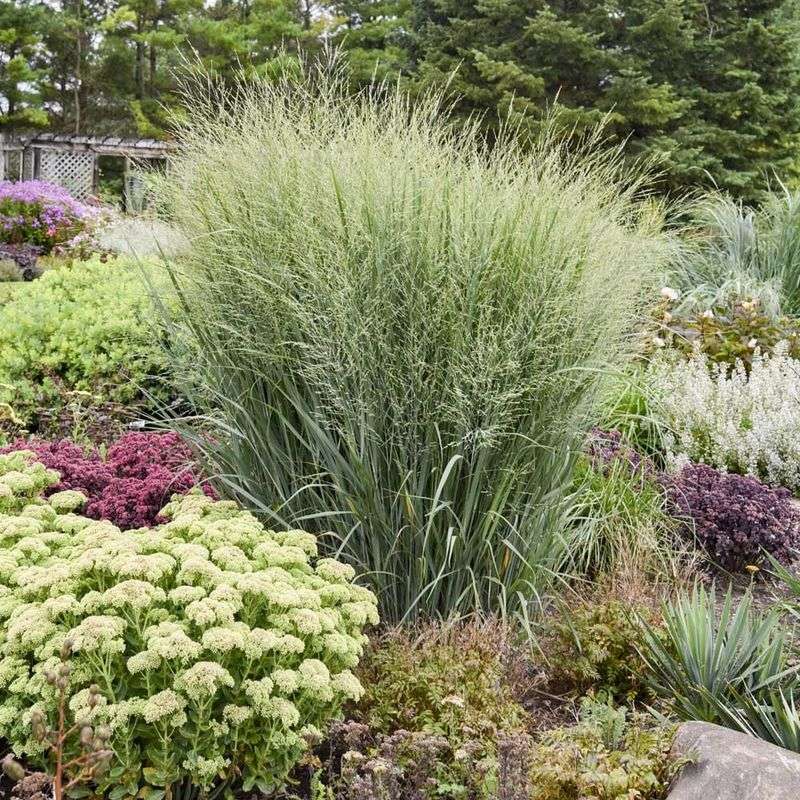 Switchgrass
