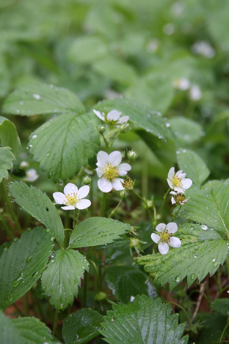 Wild Strawberry (Fragaria virginiana)