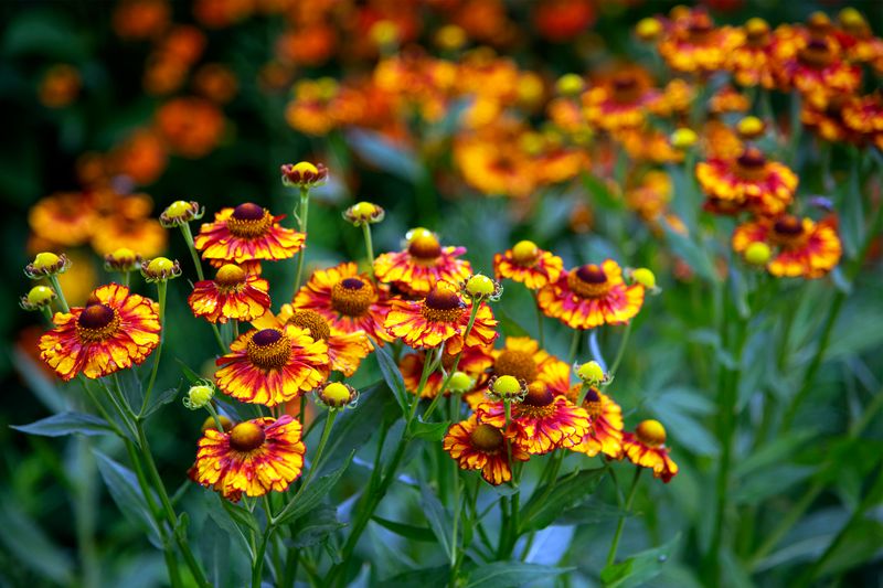 Helenium (Sneezeweed)
