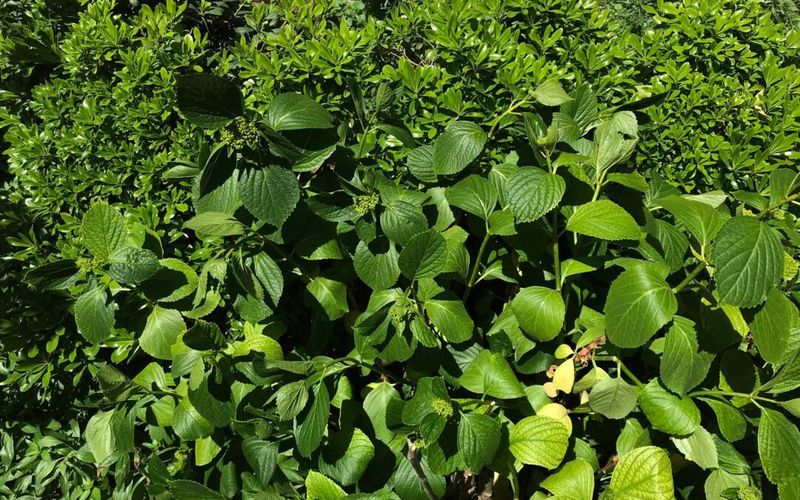 Plant age and other clues can explain a quiet season