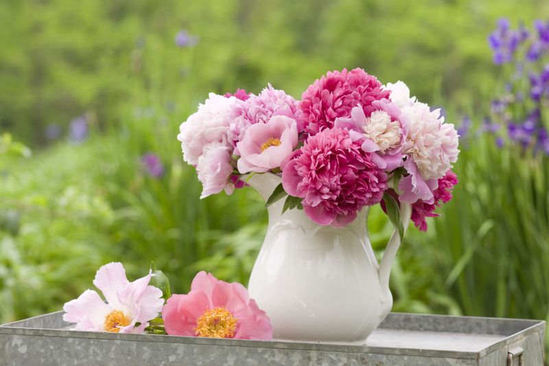 Peonies