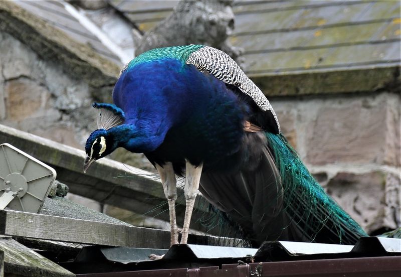 A peacock’s tail contains several optical systems