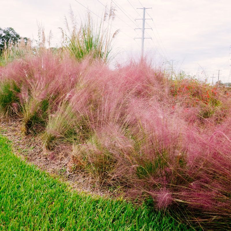 Use muhly as an ornamental, not as dog-play turf