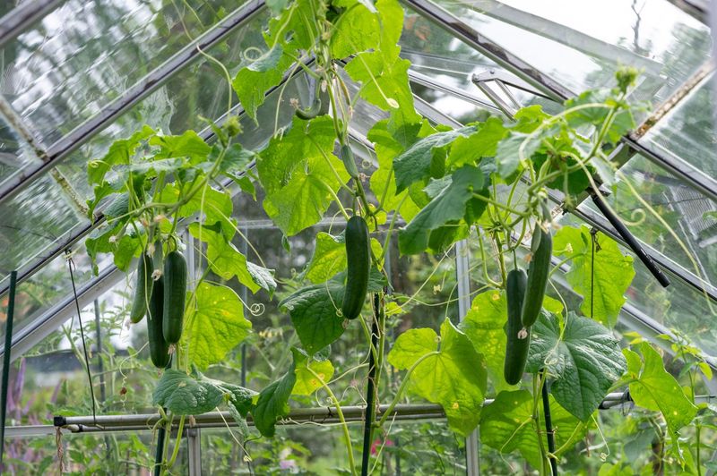 Cucumbers