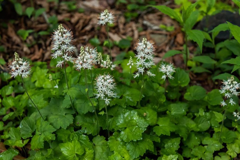 Foamflower