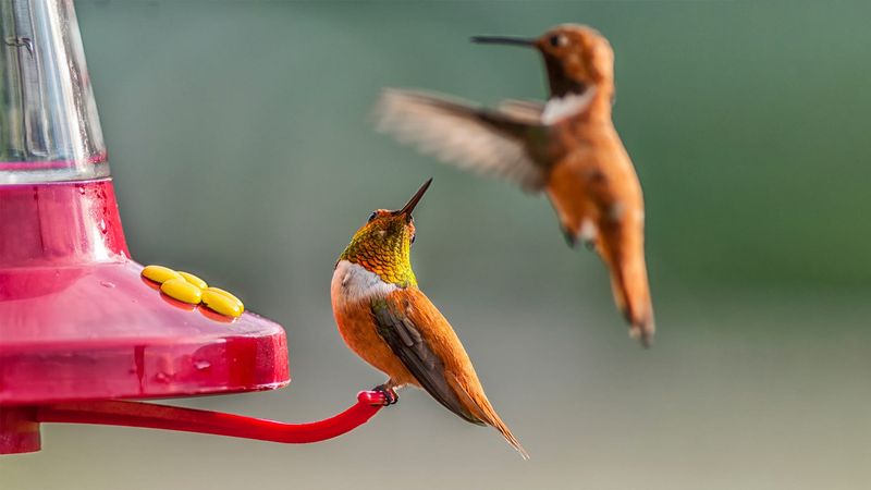 One territorial bird can make a busy yard look empty