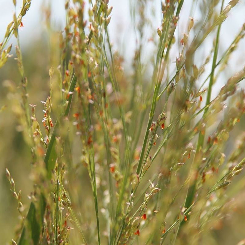 Switchgrass