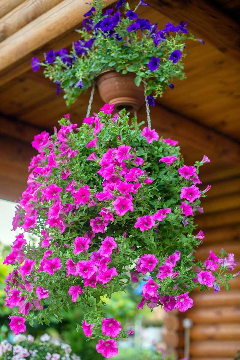 Petunias