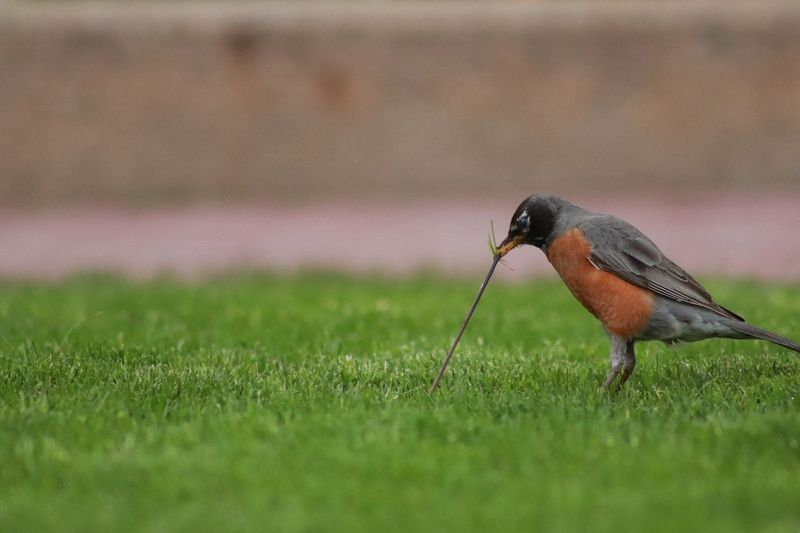 American Robins