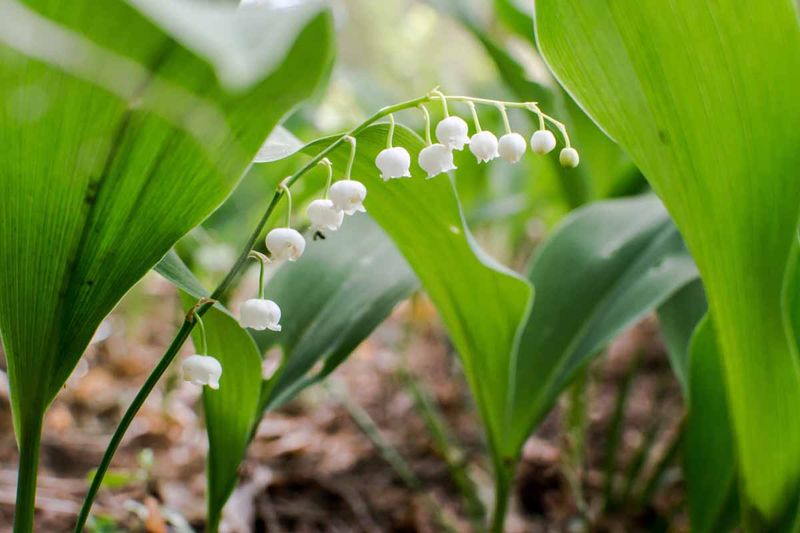 What makes lily-of-the-valley poisonous?
