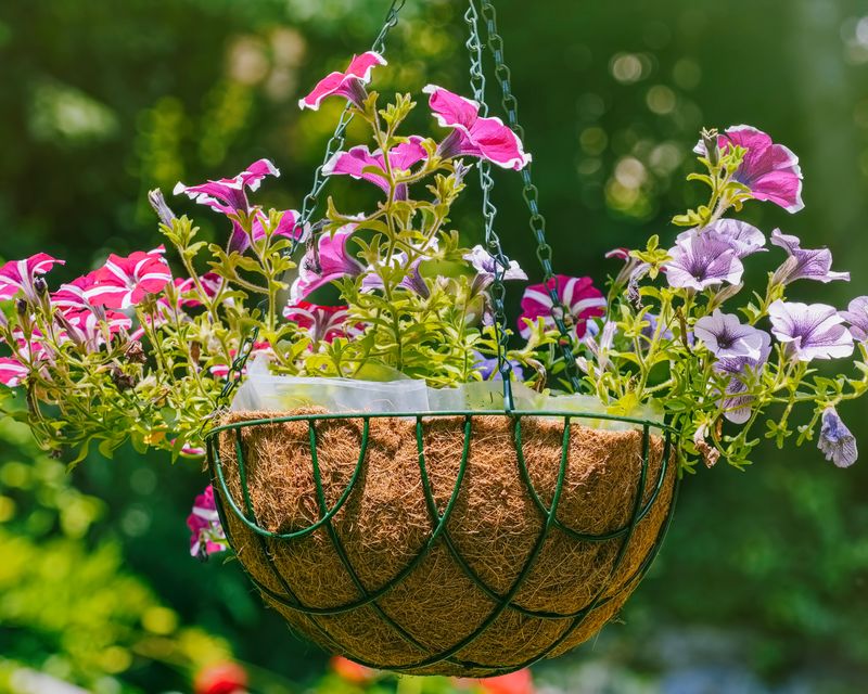 Why hanging baskets wilt faster than garden beds
