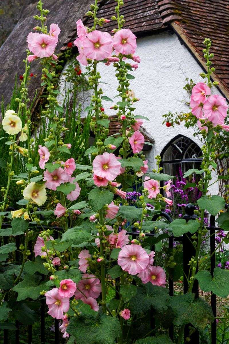 Hollyhocks