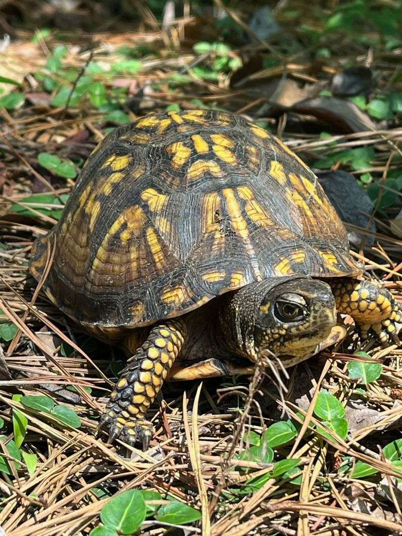 Protect the Refuge, Not an Entire Turtle Home Range